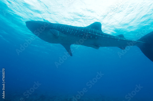 Whale shark (Rhincodon typus), Maldives © Rostislav Ageev