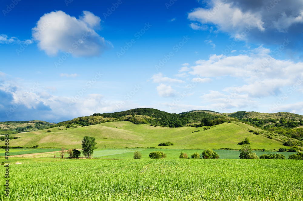Fototapeta premium Green field and blue sky.
