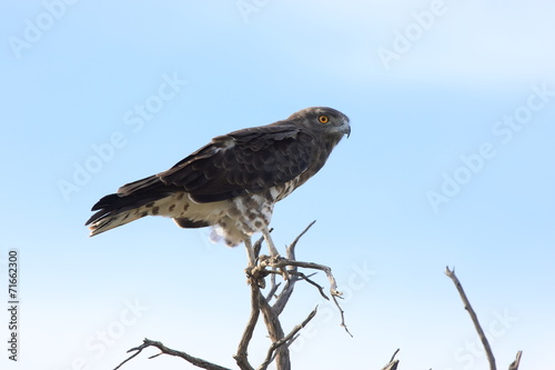 biancone aquila dei serpenti photo