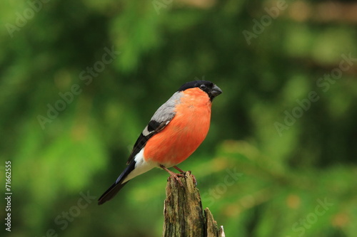 ciuffolotto uccello passeriforme foreste artiche photo