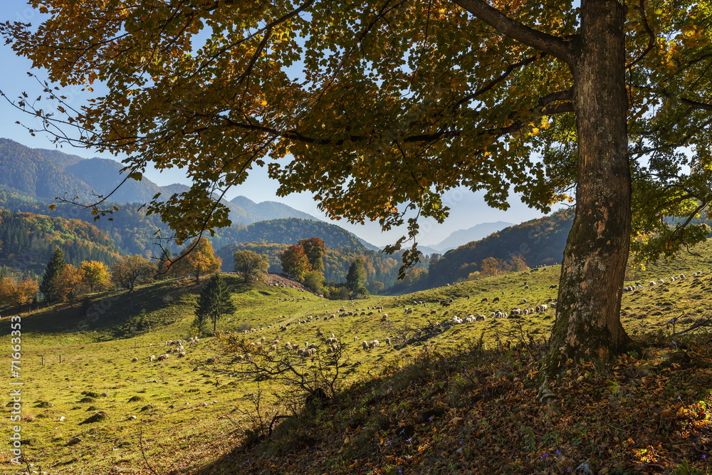 Autumn mountain landscape with grazing sheep flock Autumn mountain landscape with grazing sheep flock