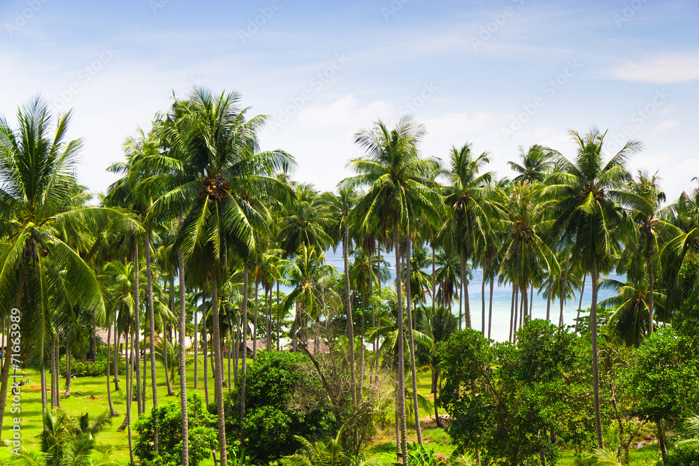 Obraz premium Green View Under Palms