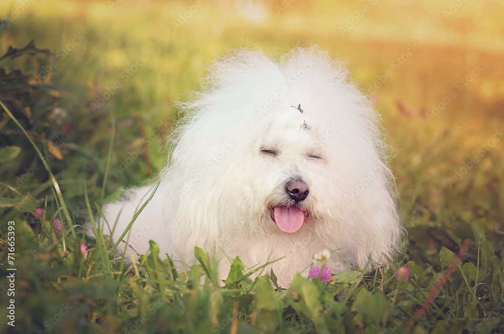 Bichon bolognese relax in the park at sunset Bichon bolognese relax in the park at sunset