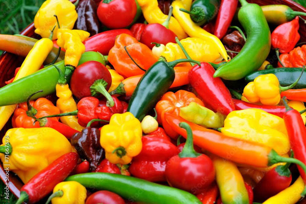 colorful mix of the freshest and hottest chili peppers colorful mix of the freshest and hottest chili peppers