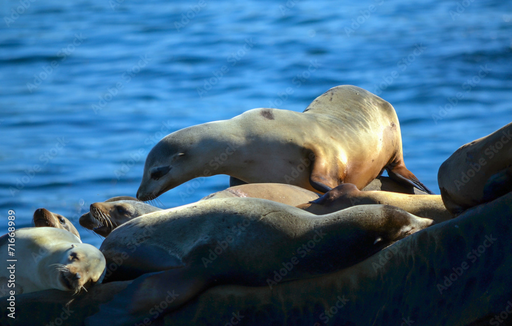 Fototapeta premium Sea lions