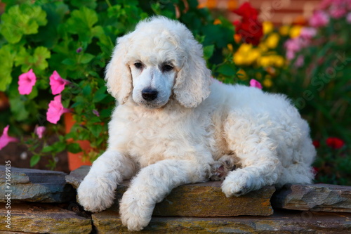 Standard Poodle puppy on stone garden wall
