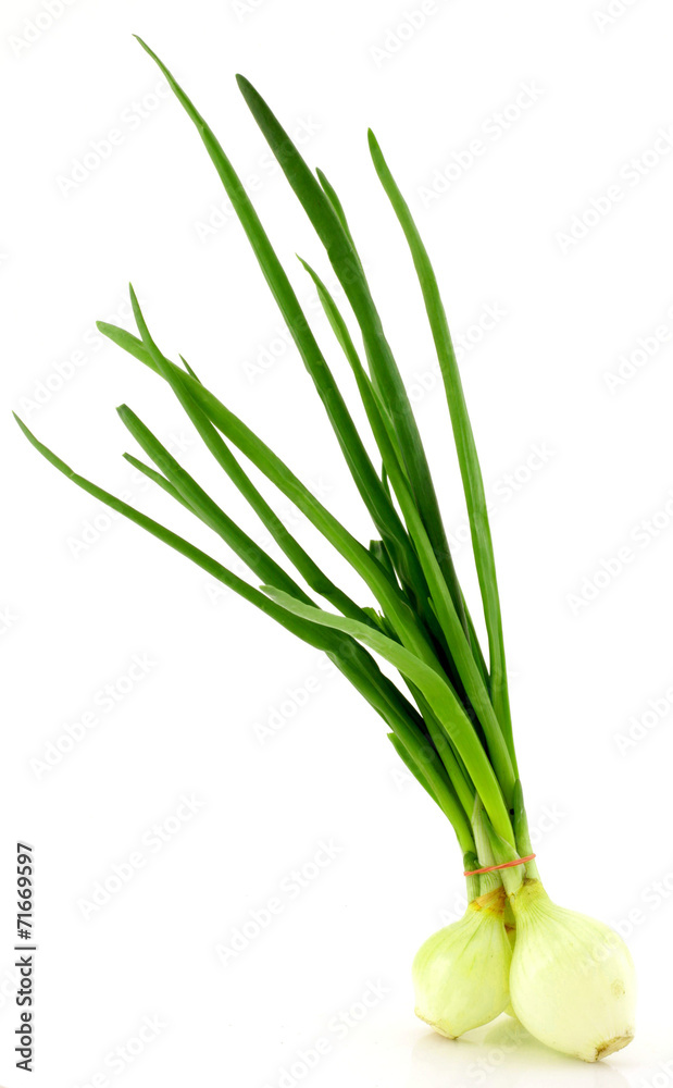 Fototapeta premium szczypior