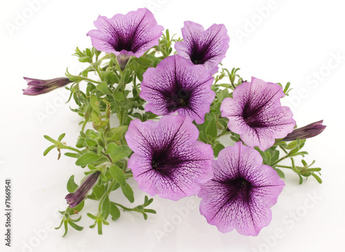 Fototapeta Naklejka Na Ścianę i Meble -  petunia