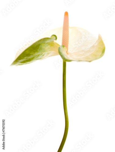 white and green Anthurium