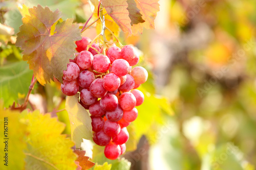 Bunches of ripe grape on plantation closeup