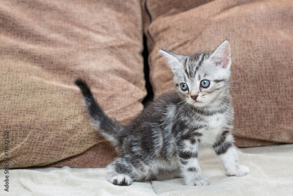 Kitten on sofa - Stock Image