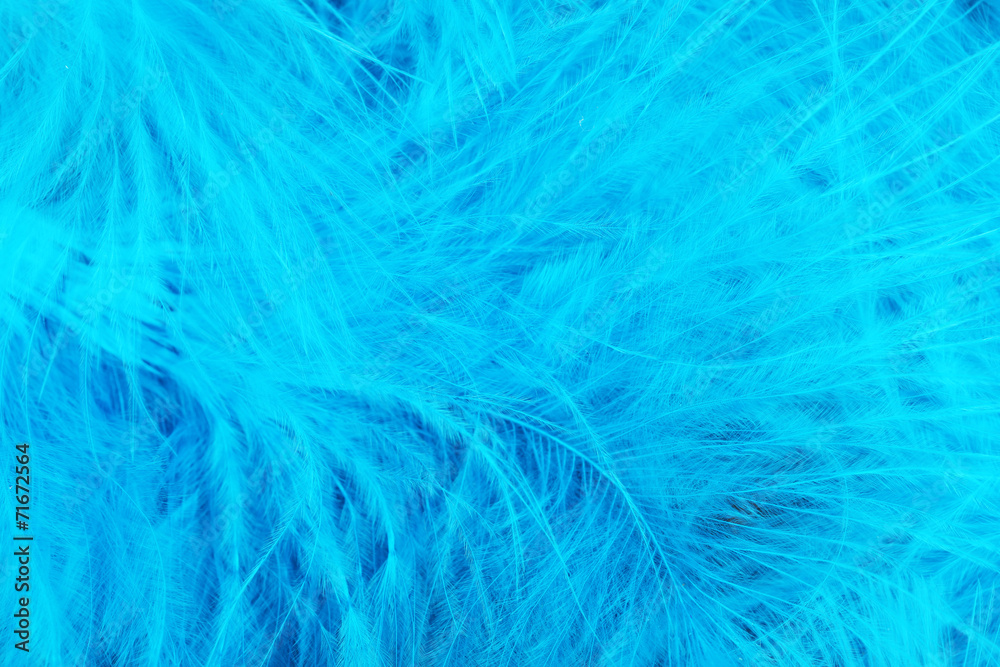 Fototapeta premium Colorful feather, close-up