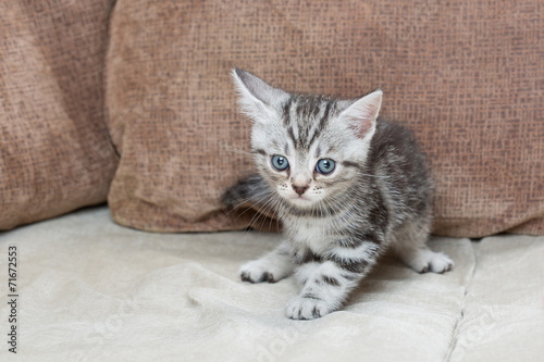 Fototapeta Naklejka Na Ścianę i Meble -  Kitten on sofa - Stock Image