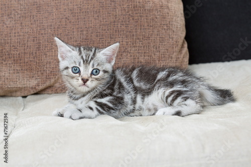 Kitten on sofa - Stock Image