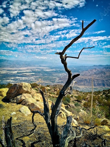 Bare Weathered Tree overlooking the city of Palm Springs, CA