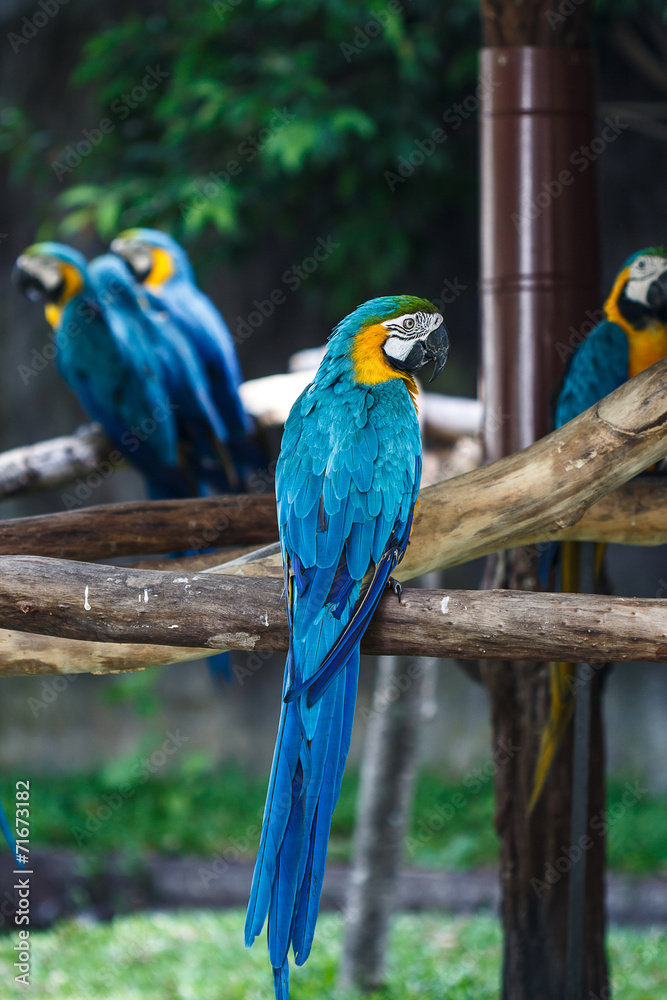 Obraz premium Blue-and-Yellow Macaw (Ara ararauna), also known as the Blue-and