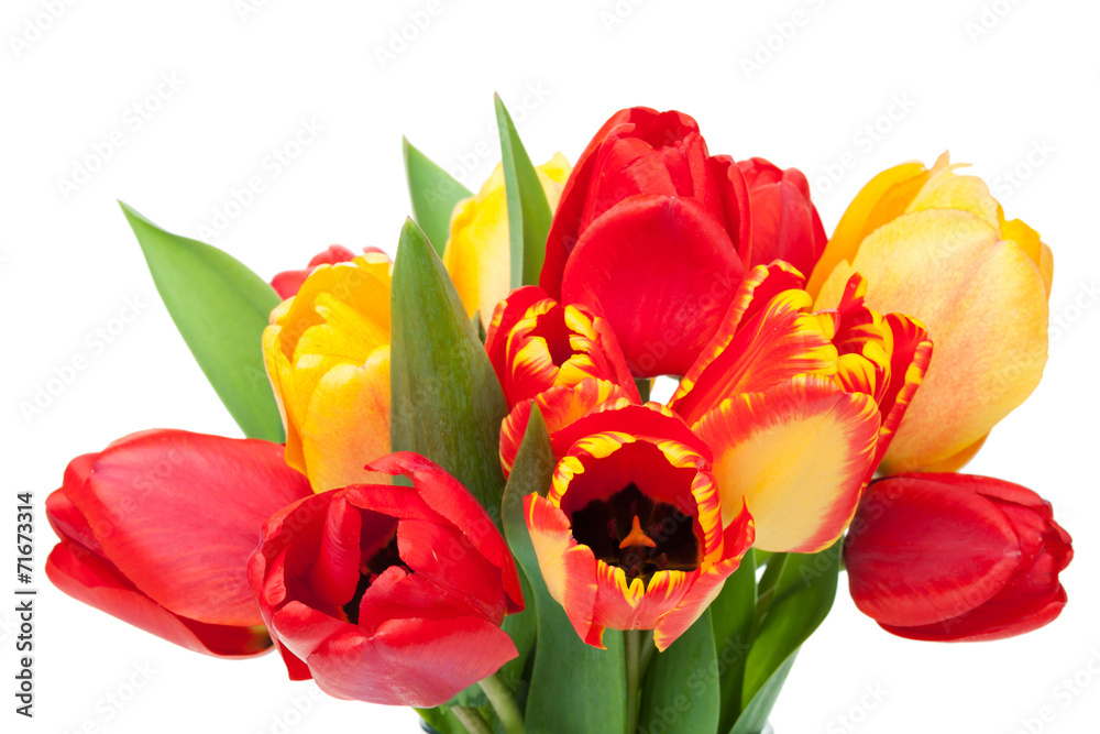 Fresh colorful tulips bouquet Fresh colorful tulips bouquet
