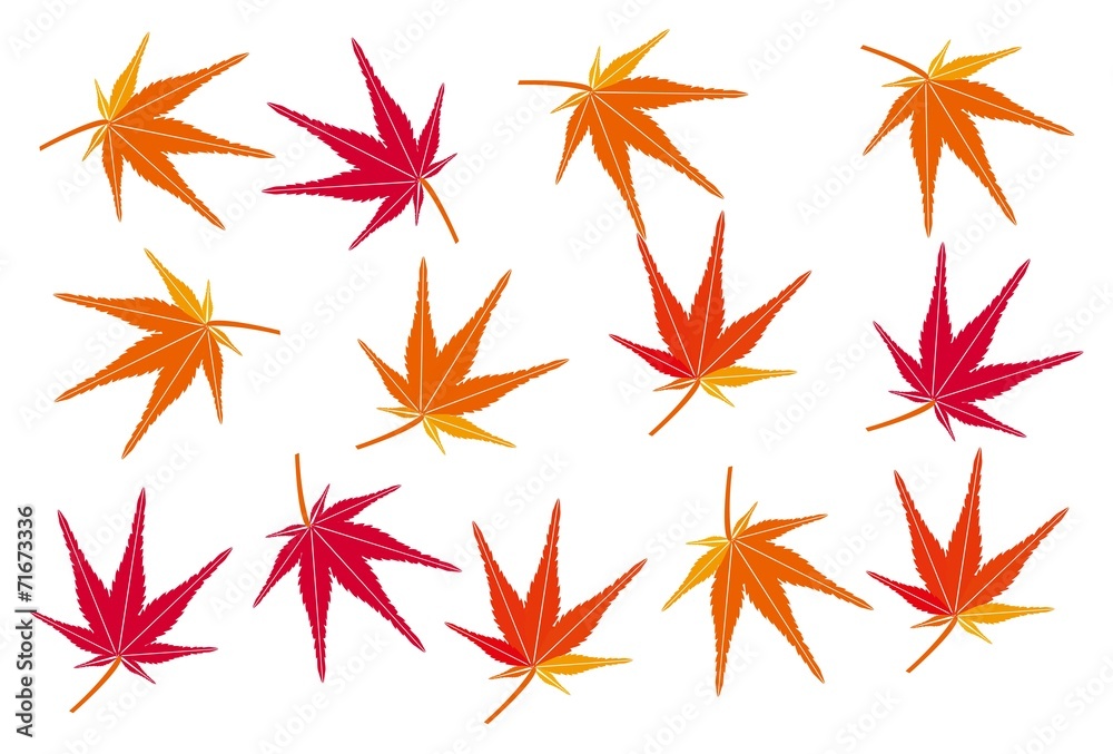 もみじの紅葉したカエデの壁紙 もみじの紅葉したカエデの壁紙