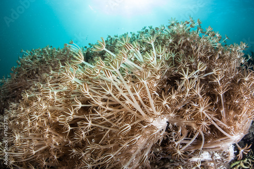 Fototapeta Naklejka Na Ścianę i Meble -  Coral Polyps