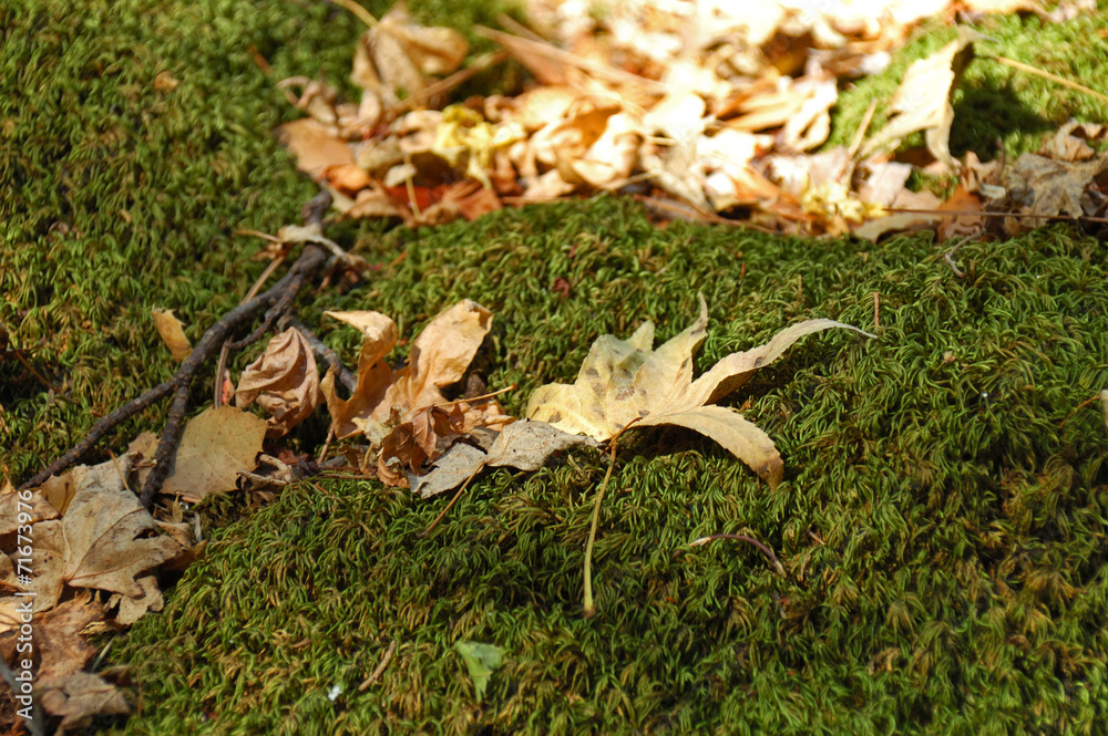 Naklejka premium Сухие листья