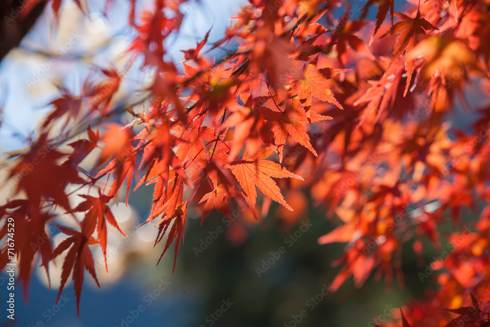 Red autumn Leaves Red autumn Leaves