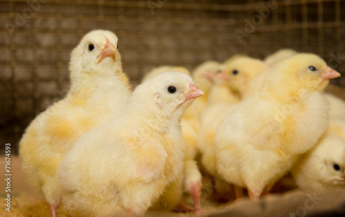 Chickens. Poultry farm