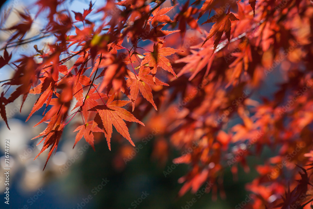 Red autumn Leaves