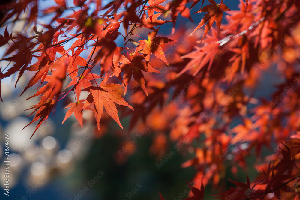 Red autumn Leaves
