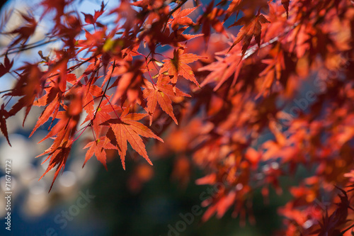 Red autumn Leaves