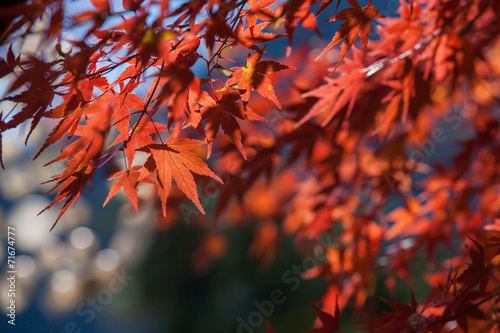 Red autumn Leaves