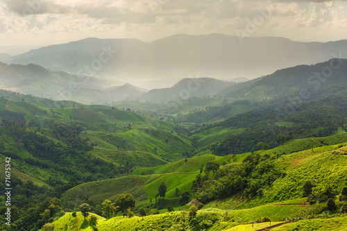 landscape with green corn field, forest, mountains