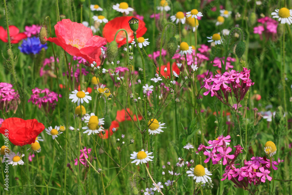 a lot of flowers on meadow