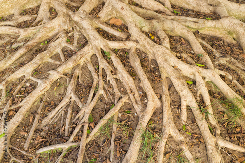 Aerial roots photo