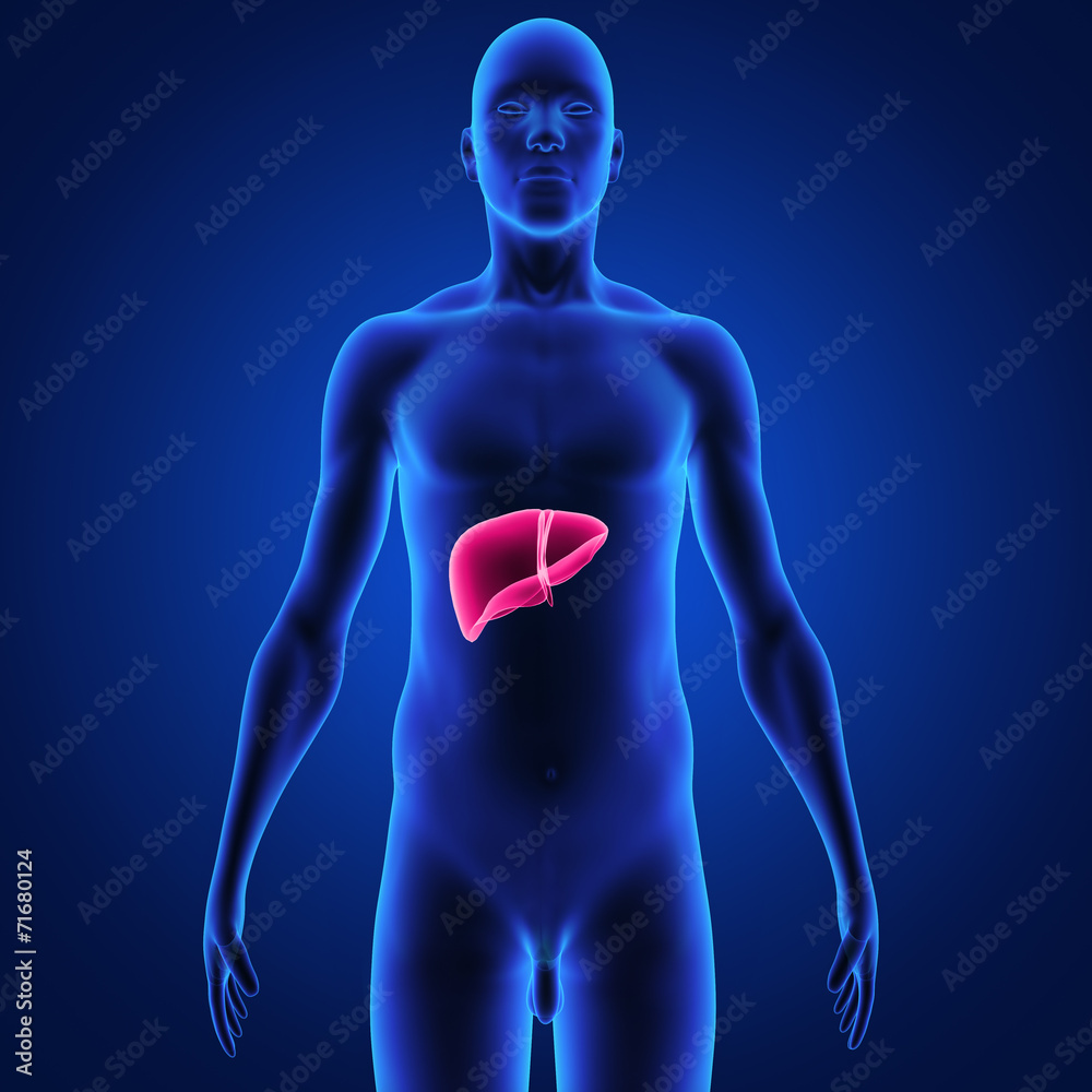 Liver