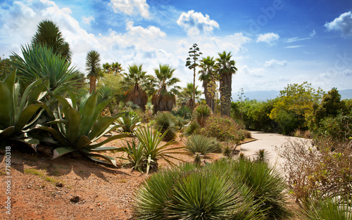 Exotic landscape with palm trees  agave and blue sky