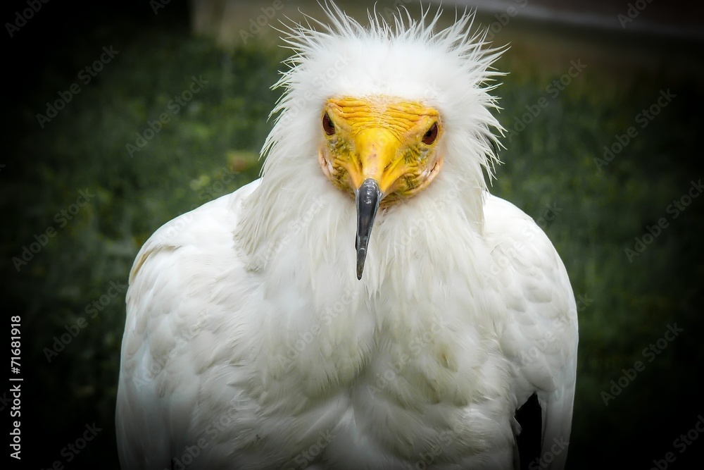 Egyptian vulture portrait Egyptian vulture portrait