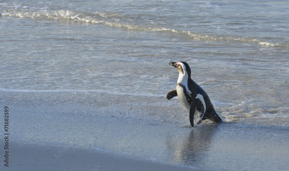 Obraz premium African penguin