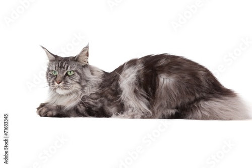 Cute maine coon lying alone