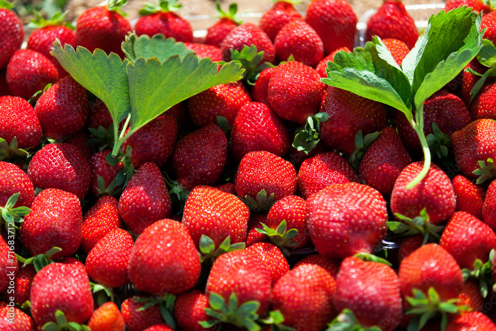 Fresh strawberries Fresh strawberries