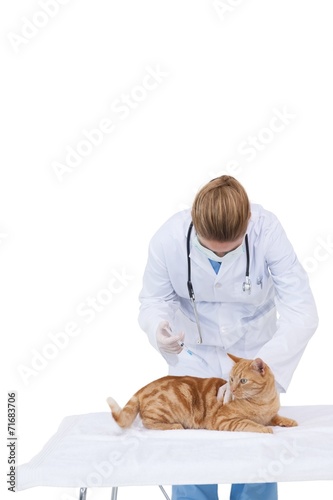 Fototapeta Naklejka Na Ścianę i Meble -  Vet giving a cat a check up