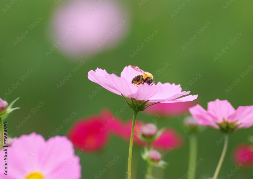 Fototapeta premium ミツバチとコスモス