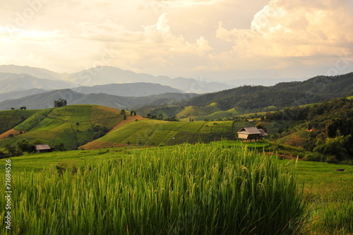 Rice Terraced Fields