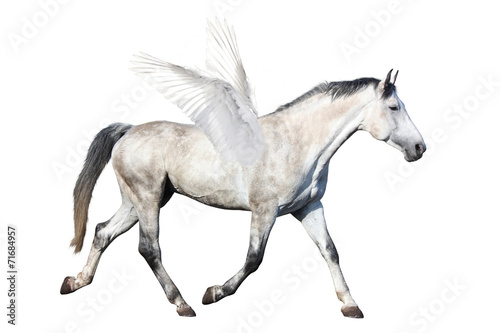 Gray horse pegasus trotting isolated on white