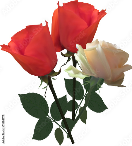 two red and one white isolated roses