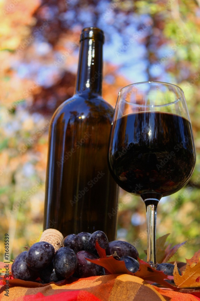 Autumn wine concept with a glass of red wine and  grapes .