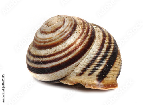 ordinary home garden snail