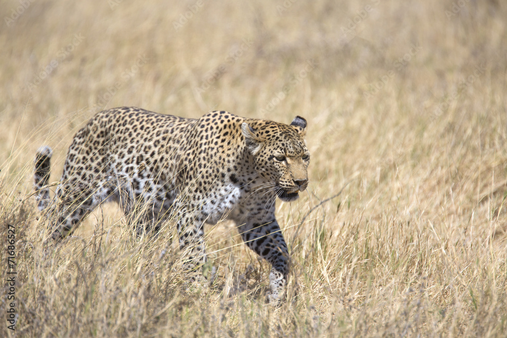 Obraz premium Wild leopard walking in the grass