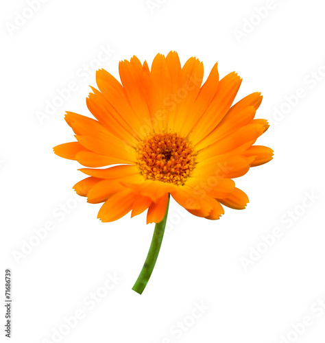 Calendula