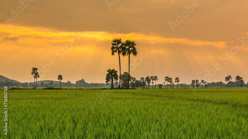 Rice Farm Landscape And Beautiful Sunbeam Time Lapse