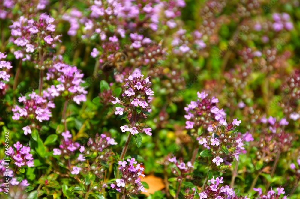 Thymian - thyme 05 Thymian - thyme 05